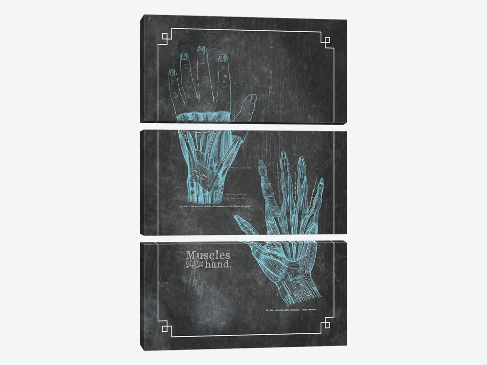 Muscles Of The Hand by ChartSmartDecor 3-piece Canvas Art