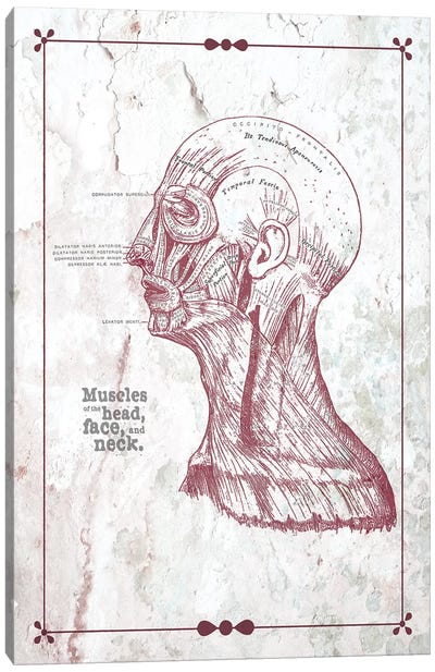 Muscles Of The Head Face And Neck Canvas Art Print - Anatomy Art