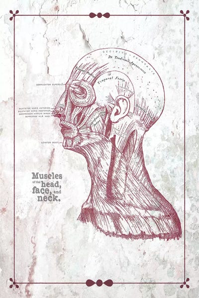 ChartSmartDecor: Muscles Of The Head Face And Neck by ChartSmartDecor