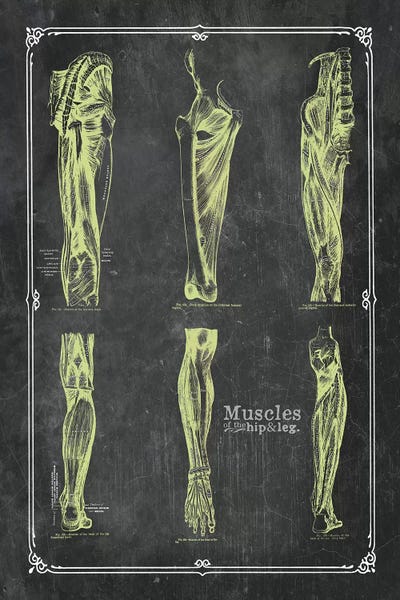 Muscles Of The Hip And Leg by ChartSmartDecor canvas print