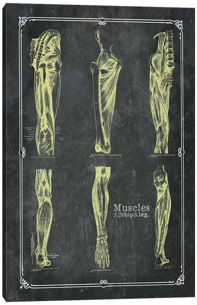 Muscles Of The Hip And Leg Canvas Art Print - Medical & Dental Blueprints