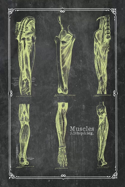 Muscles Of The Hip And Leg