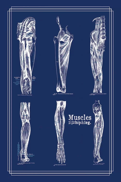 Muscles Of The Leg And Hip