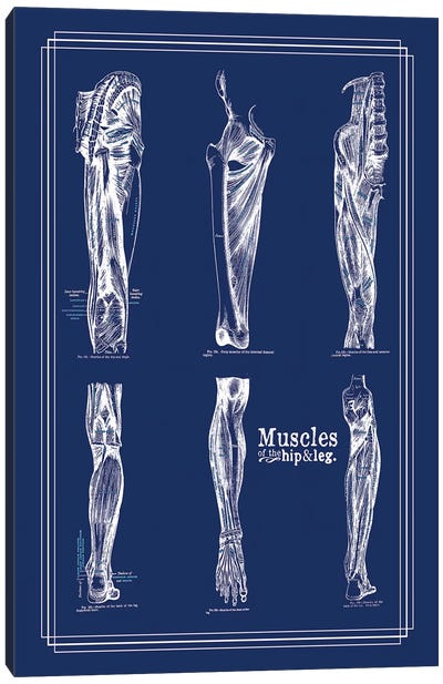 Muscles Of The Leg And Hip Canvas Art Print - Medical & Dental Blueprints