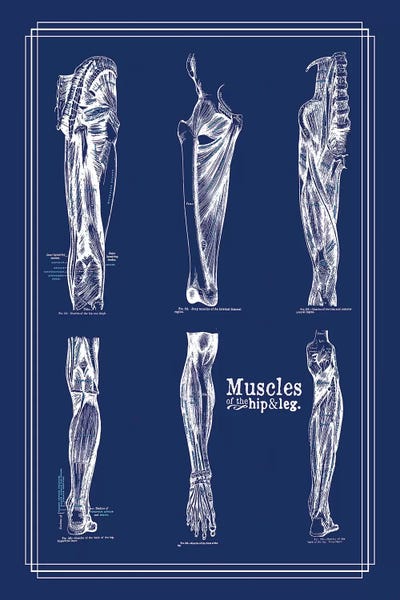 Medical & Dental Blueprints: Muscles Of The Leg And Hip by ChartSmartDecor