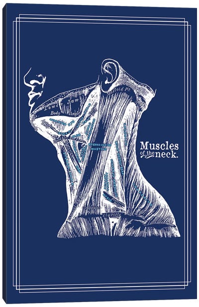 Muscles Of The Neck Canvas Art Print - Medical & Dental Blueprints