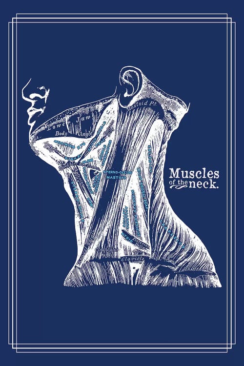 Muscles Of The Neck