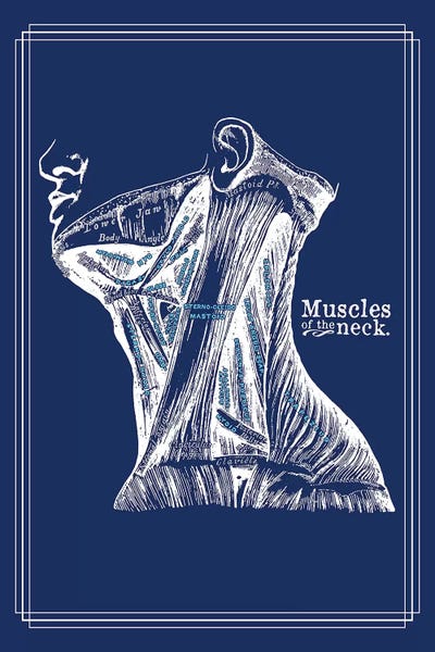 ChartSmartDecor: Muscles Of The Neck by ChartSmartDecor