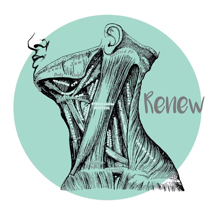 Muscles Of The Neck Renew