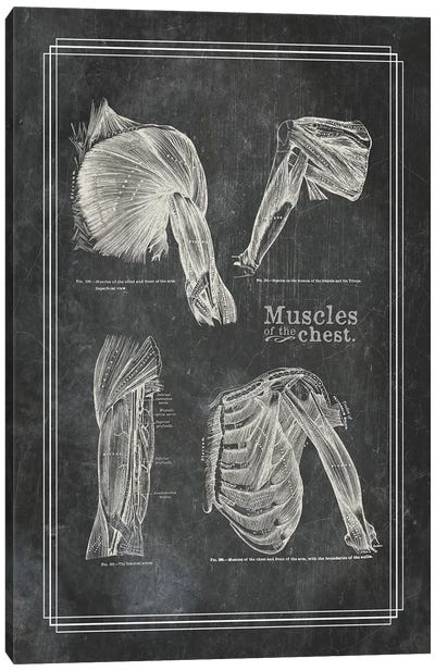 Muscles Of The Shoulder Canvas Art Print - Anatomy Art