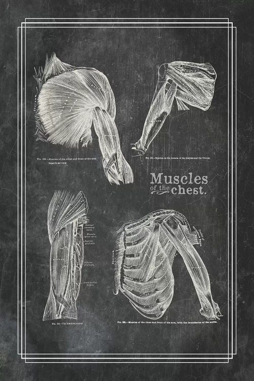 Muscles Of The Shoulder