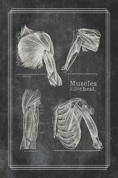 ChartSmartDecor: Muscles Of The Shoulder by ChartSmartDecor