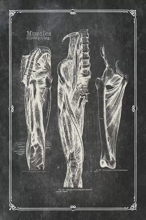 Muscles Of The Thigh