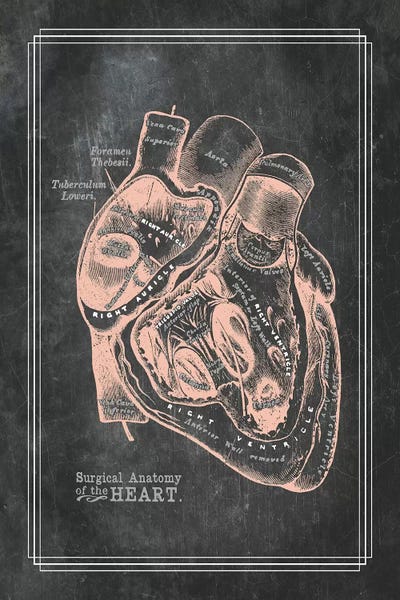 Surgical Anatomy Of The Heart