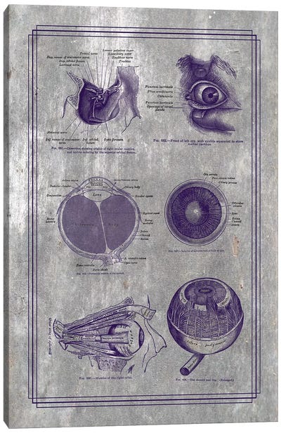 Anatomy Of The Eyeball And Orbital Structures Canvas Art Print - Medical & Dental Blueprints