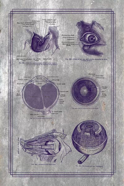ChartSmartDecor: Anatomy Of The Eyeball And Orbital Structures by ChartSmartDecor