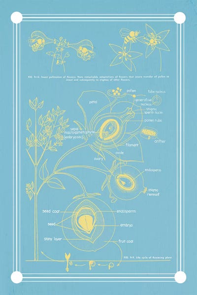 Anatomy Of The Flower Plant by ChartSmartDecor canvas print