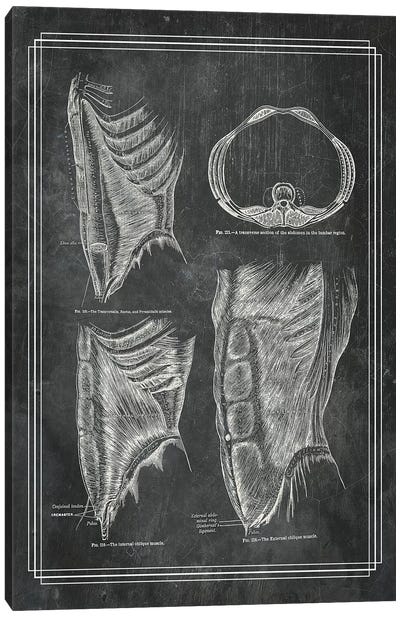 The Abdominal Wall Canvas Art Print - Anatomy Art