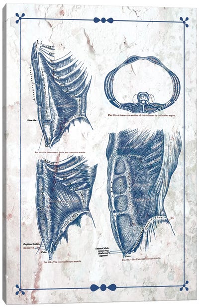 The Abdominal Wall II Canvas Art Print - Medical & Dental Blueprints
