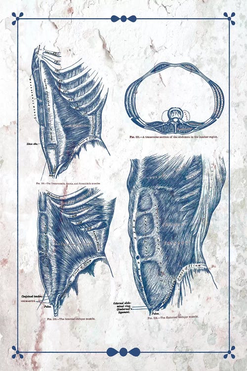 The Abdominal Wall II