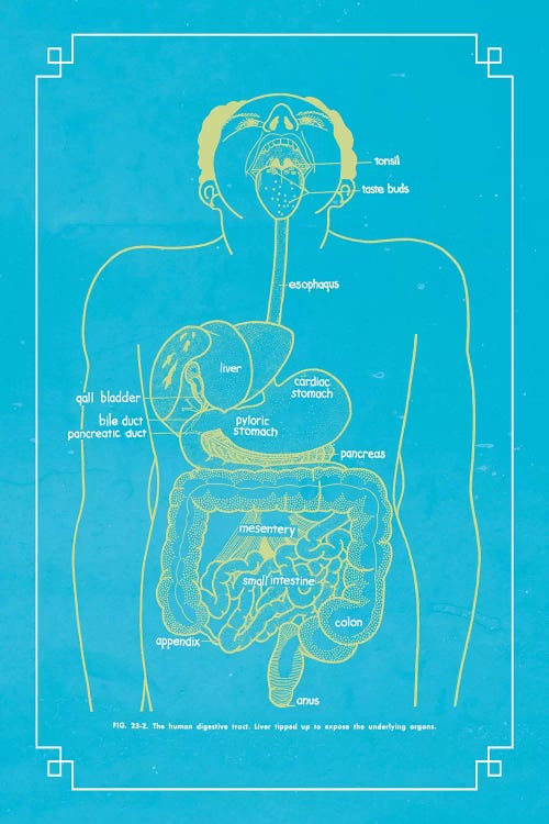 The Digestive System