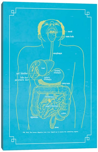 The Digestive System Canvas Art Print - Medical & Dental Blueprints
