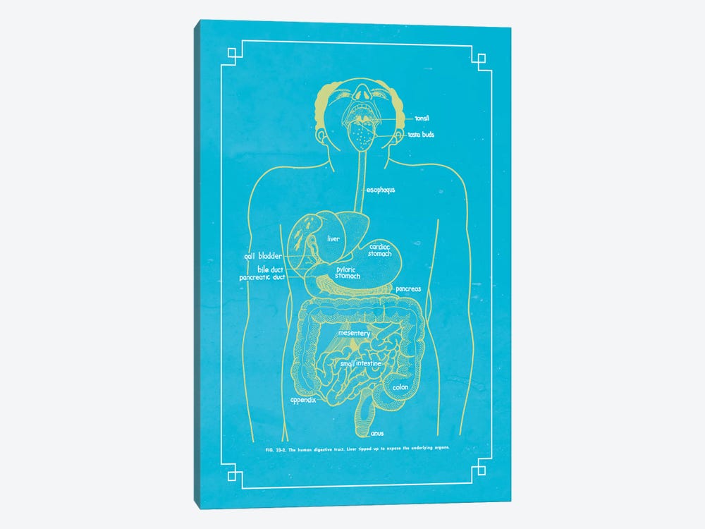 The Digestive System by ChartSmartDecor 1-piece Canvas Art Print