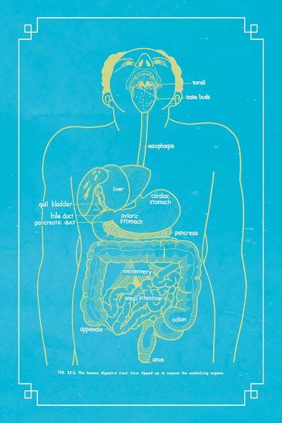 Medical & Dental Blueprints: The Digestive System by ChartSmartDecor