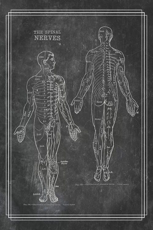 The Spinal Nerves