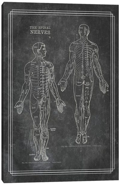 The Spinal Nerves Canvas Art Print - Medical & Dental Blueprints