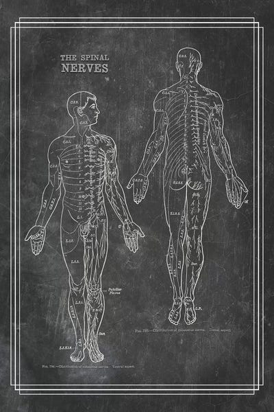 ChartSmartDecor: The Spinal Nerves by ChartSmartDecor