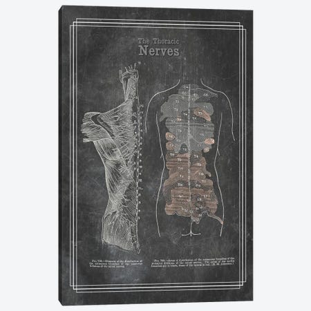 The Thoracic Nerves Canvas Print #CSM54} by ChartSmartDecor Canvas Art Print