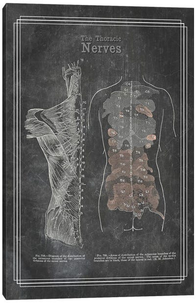 The Thoracic Nerves Canvas Art Print - Anatomy Art