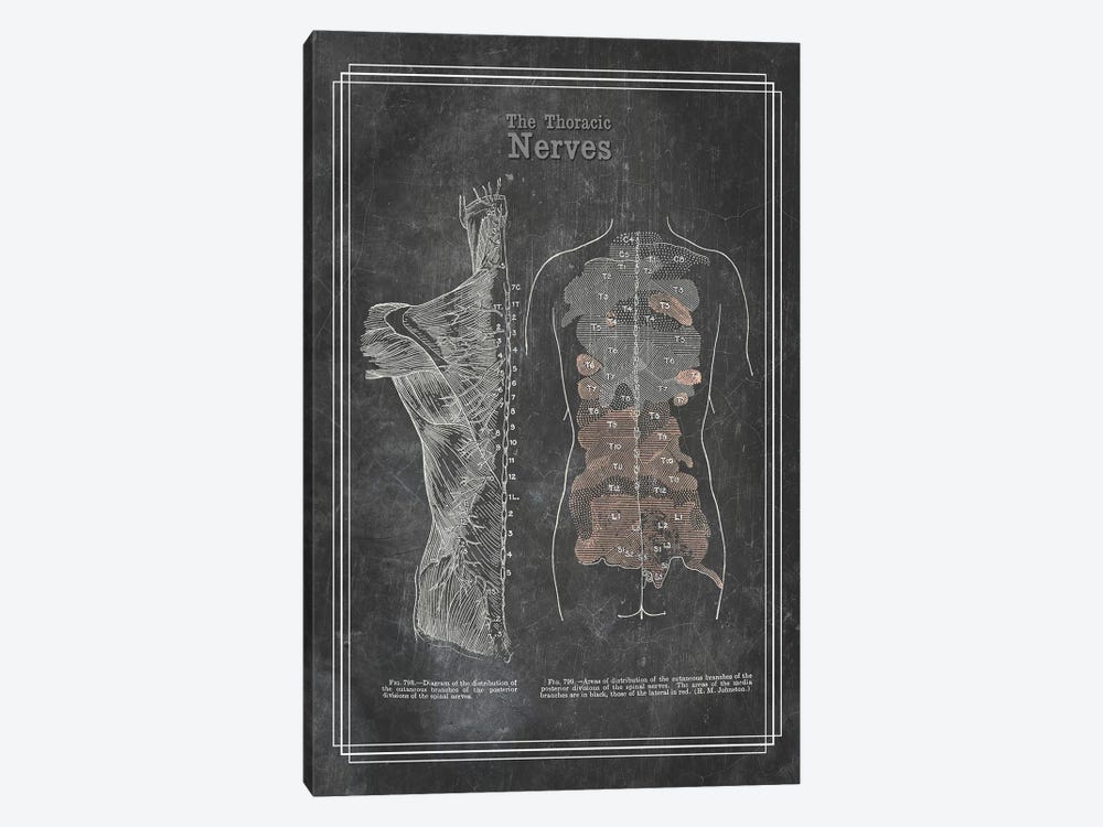 The Thoracic Nerves by ChartSmartDecor 1-piece Art Print