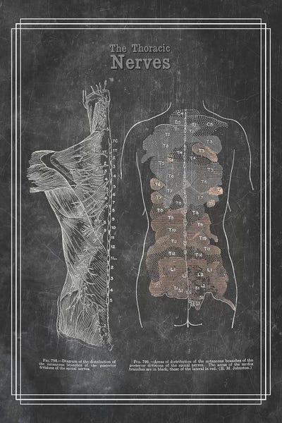 ChartSmartDecor: The Thoracic Nerves by ChartSmartDecor