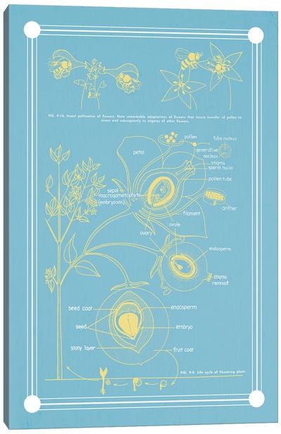 Anatomy Of The Flower Plant Canvas Art Print - Medical & Dental Blueprints