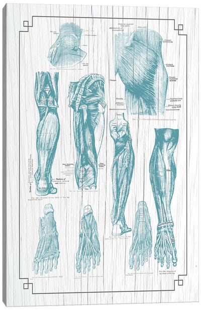 Anatomy Of The Glutes Leg And Foot Canvas Art Print - Medical & Dental Blueprints