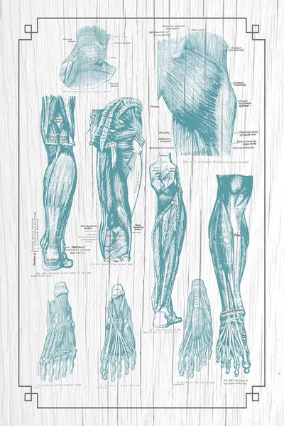 ChartSmartDecor: Anatomy Of The Glutes Leg And Foot by ChartSmartDecor