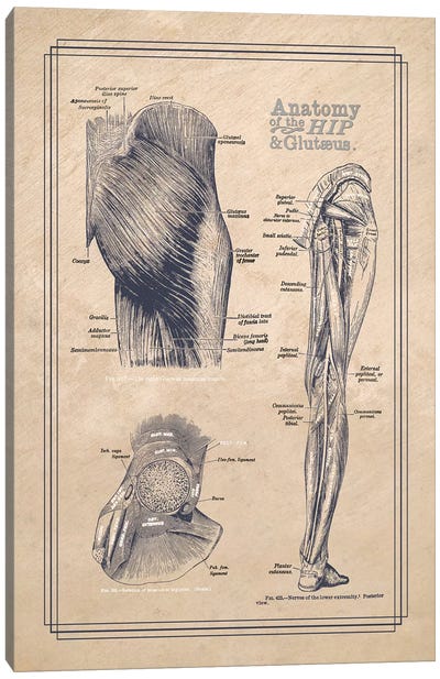 Anatomy Of The Hip And Gluteus Canvas Art Print - Medical & Dental Blueprints