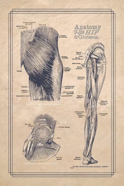 ChartSmartDecor: Anatomy Of The Hip And Gluteus by ChartSmartDecor
