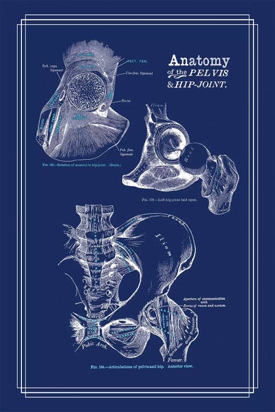 Anatomy Of The Hip Joint by ChartSmartDecor canvas print