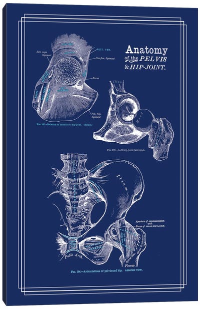 Anatomy Of The Hip Joint Canvas Art Print - Medical & Dental Blueprints