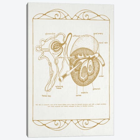 Anatomy Of The Kidneys Canvas Print #CSM9} by ChartSmartDecor Canvas Print