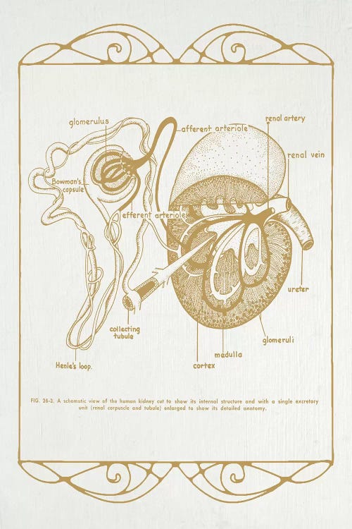 Anatomy Of The Kidneys