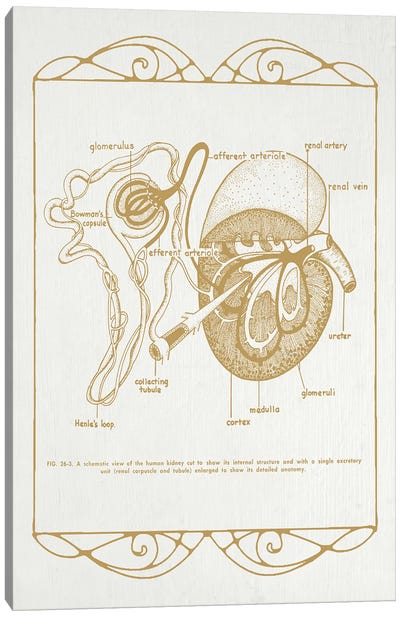 Anatomy Of The Kidneys Canvas Art Print - Medical & Dental Blueprints