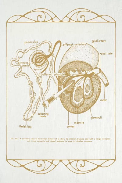 Anatomy Of The Kidneys
