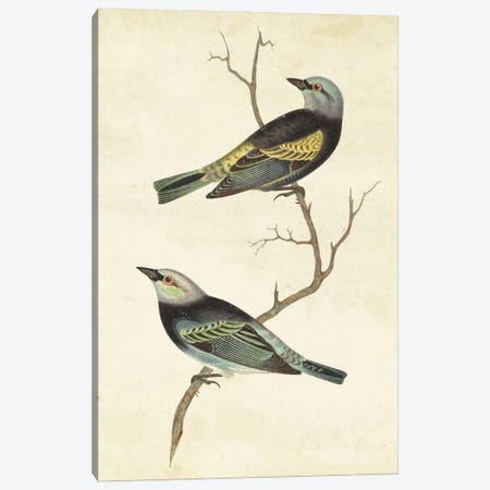 Blue-Headed Tanager Canvas Print #CSN1} by Cassin Canvas Art