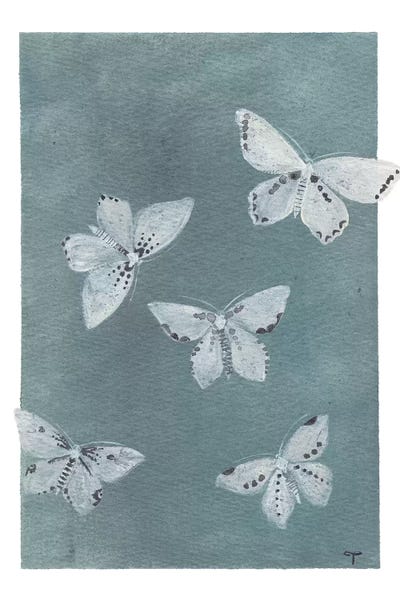 Midnight Butterflies