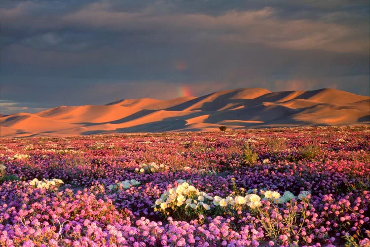 Distant Rainbow And Wildflower Field, Dumont Dunes, Mojave Desert, California, USA