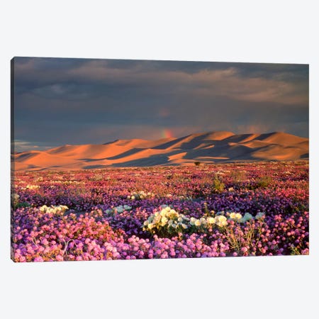Distant Rainbow And Wildflower Field, Dumont Dunes, Mojave Desert, California, USA Canvas Print #CTF10} by Christopher Talbot Frank Canvas Wall Art